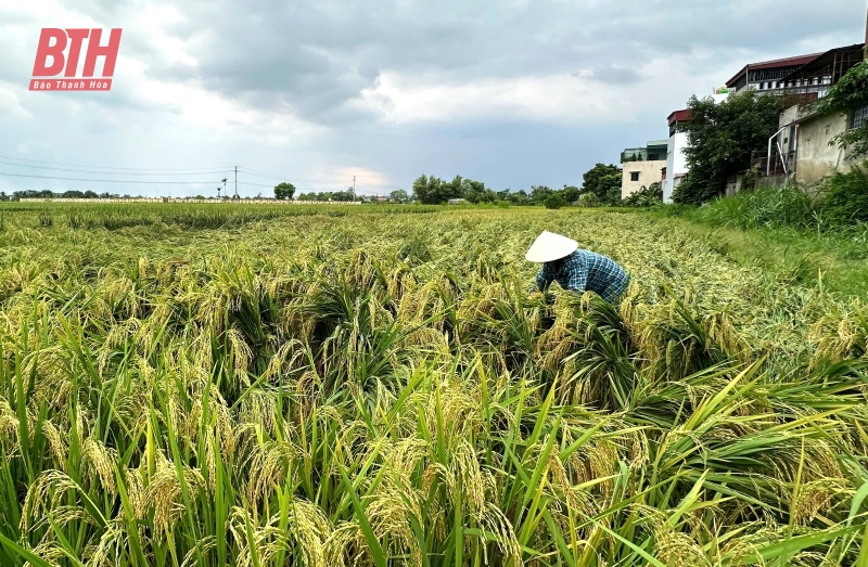 Khoảng 9.838,6 ha cây trồng có nguy cơ ngập úng do ảnh hưởng của bão số 3 Yagi