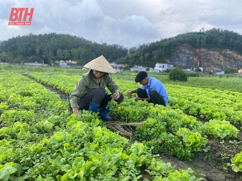 Khoảng 9.838,6 ha cây trồng có nguy cơ ngập úng do ảnh hưởng của bão số 3 Yagi