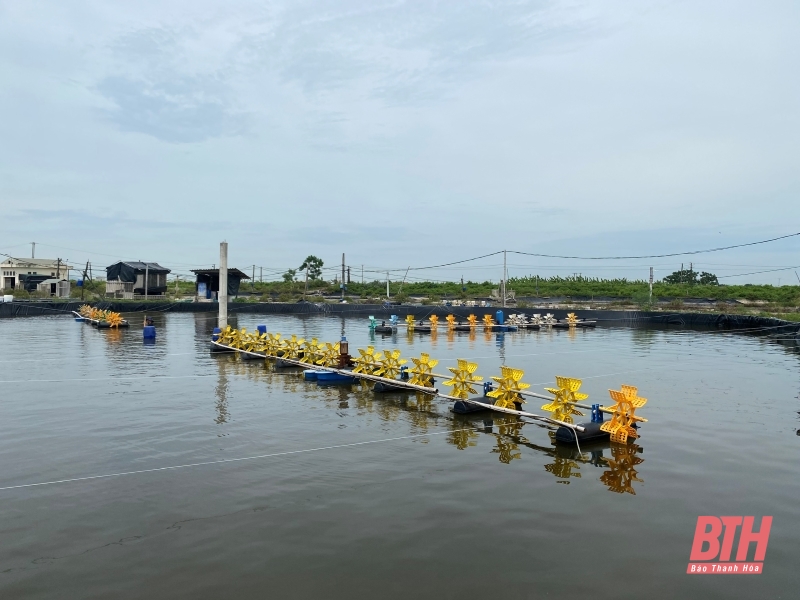 Người dân chủ động gia cố, bảo vệ diện tích nuôi trồng thủy sản trước ảnh hưởng của bão số 3