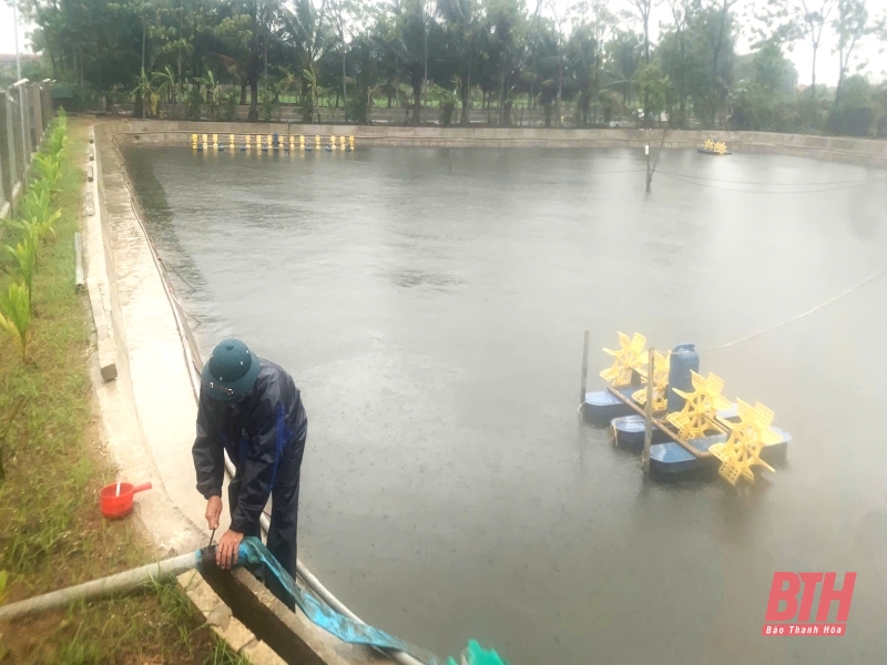 Người dân chủ động gia cố, bảo vệ diện tích nuôi trồng thủy sản trước ảnh hưởng của bão số 3