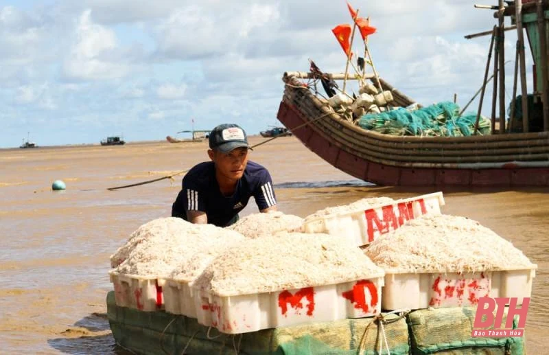 Ngư dân làng biển nhộn nhịp trong ngày vao m88