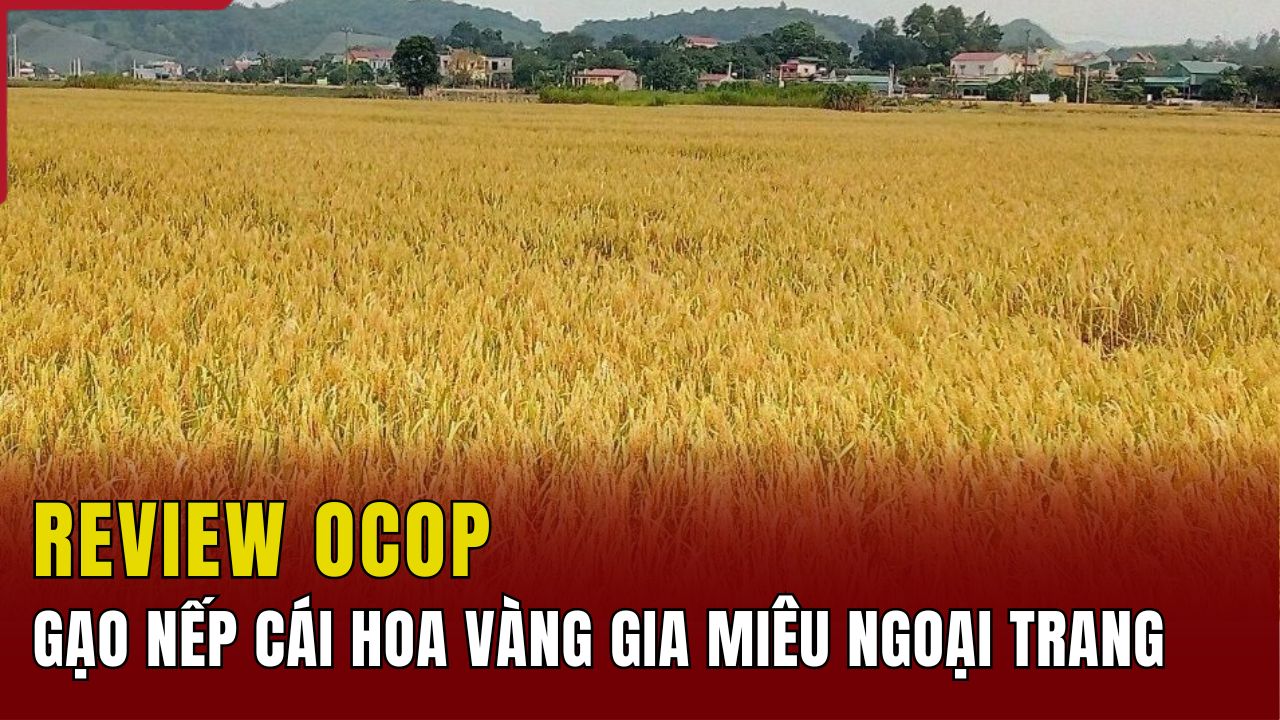 [REVIEW OCOP] Gạo nếp cái hoa vàng Gia Miêu Ngoại Trang