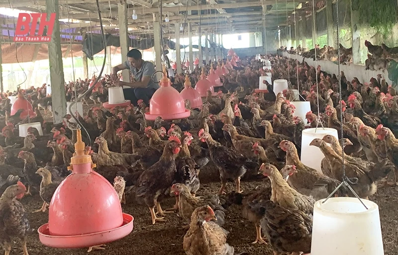 Như Thanh phát triển các mô hình trang trại tổng hợp theo hướng bền vững