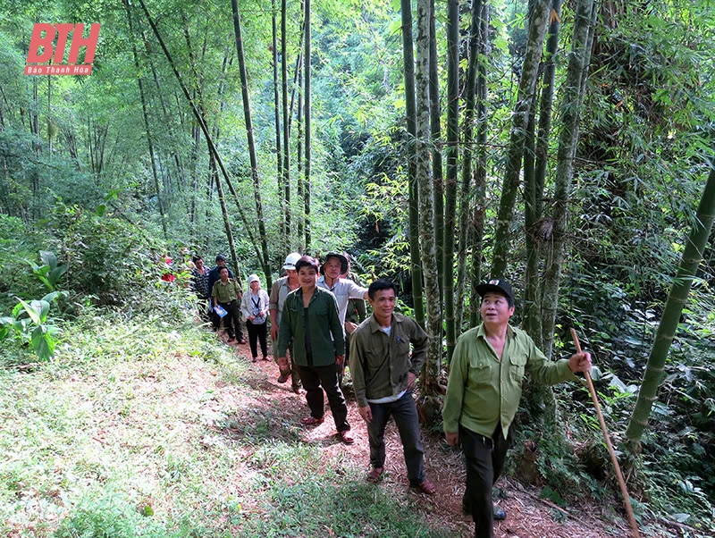 Phát triển rừng đăng ký m88 theo hướng thâm canh bền vững