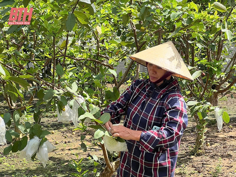 Phát triển cây ăn quả theo hướng tập trung, quy mô lớn, áp dụng khoa học - kỹ thuật