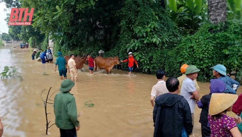 Yên Định: khẩn trương di dời người và tài sản, gia súc có nguy cơ cao bị ảnh hưởng mưa, xả lũ