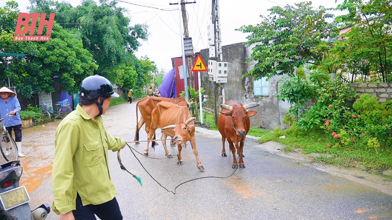 Hậu Lộc: Di dời gần 300 nhân khẩu sinh sống trên tuyến đê sông Lèn, sông Lạch Trường