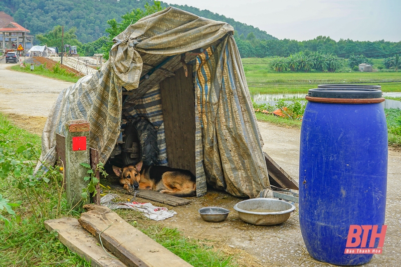 Dân làng sơ tán vật nuôi, đồ đạc lên đê tránh lũ