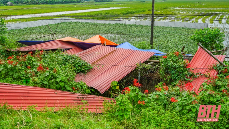 Dân làng sơ tán vật nuôi, đồ đạc lên đê tránh lũ