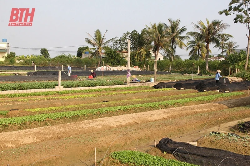 Quảng Chính về đích NTM nâng cao nhờ kèo nhà cái m88 huy thế mạnh nông nghiệp