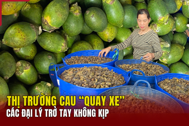 Thị trường cau quay xe, các đại lý trở tay không kịp