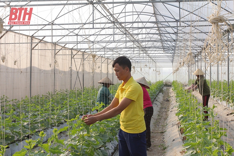 Tích tụ, tập trung đất đai tạo bước đột phá trong sản xuất nông nghiệp ở Nga Sơn