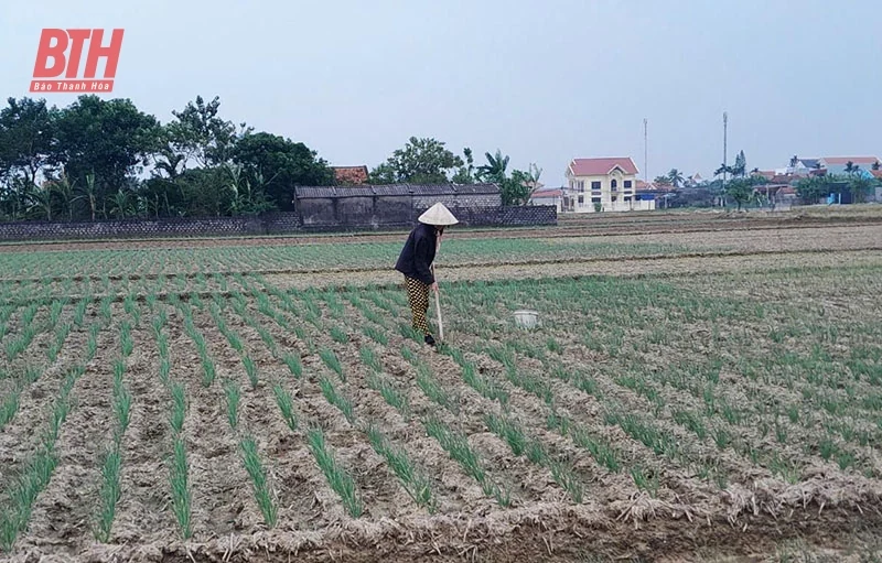 Nga Sơn nâng cao giá trị vao m88 vụ đông
