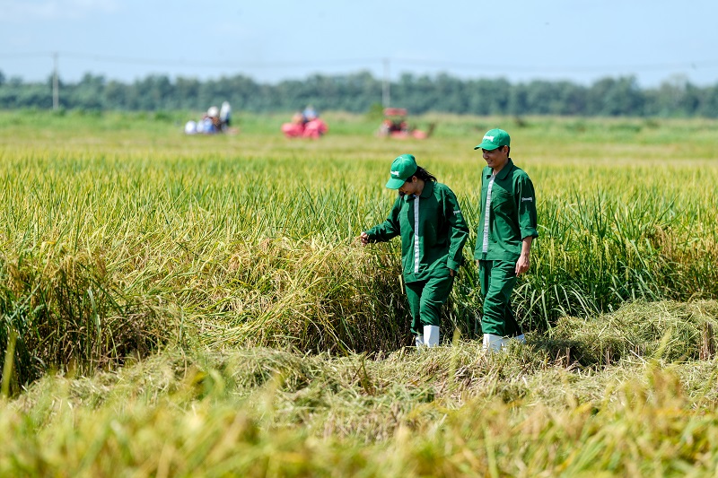 Có gì đặc biệt ở cánh đồng lúa ST25 “5 không” tại link đăng nhập m88 Vinamilk Green Farm?