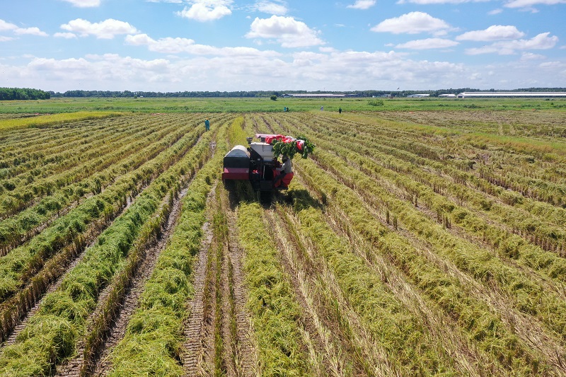 Có gì đặc biệt ở cánh đồng lúa ST25 “5 không” tại link đăng nhập m88 Vinamilk Green Farm?