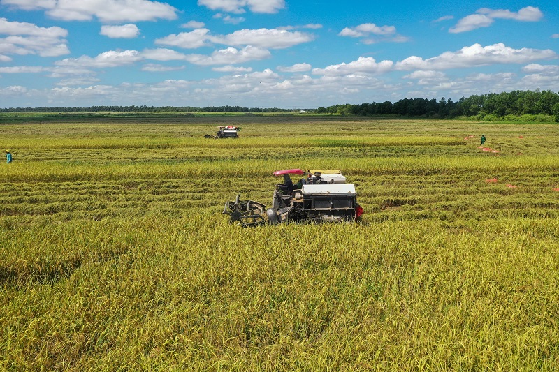 Có gì đặc biệt ở cánh đồng lúa ST25 “5 không” tại link đăng nhập m88 Vinamilk Green Farm?