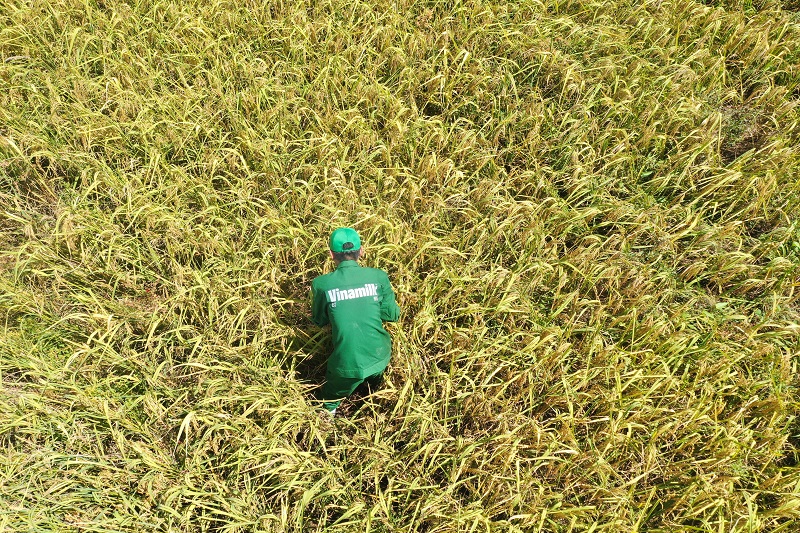 Có gì đặc biệt ở cánh đồng lúa ST25 “5 không” tại link đăng nhập m88 Vinamilk Green Farm?