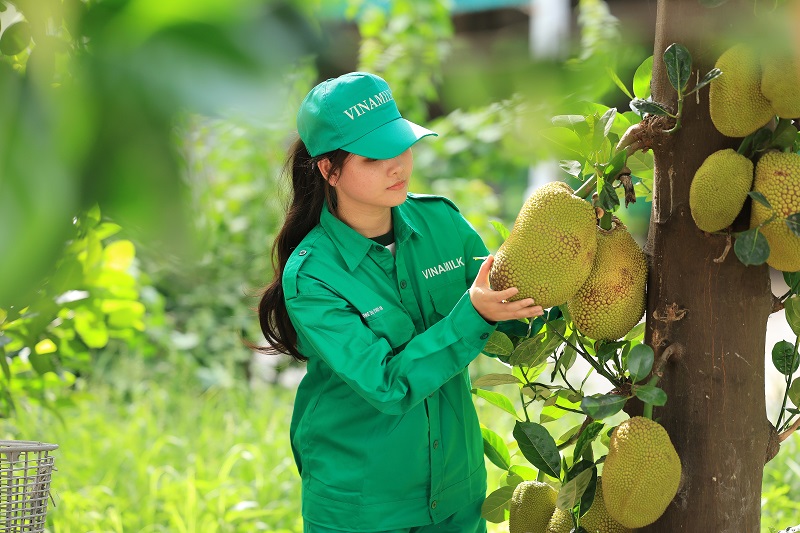Có gì đặc biệt ở cánh đồng lúa ST25 “5 không” tại link đăng nhập m88 Vinamilk Green Farm?