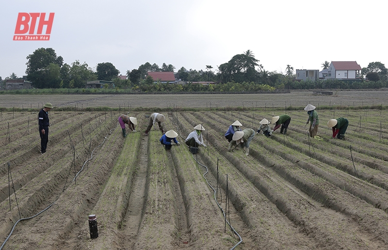 Hiệu quả liên kết sản xuất rau màu vụ đông