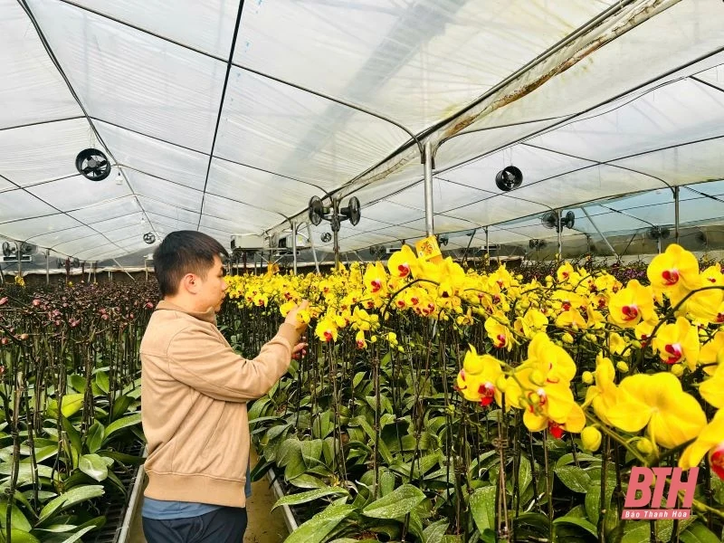 Thị trường hoa lan khởi động trước Tết 