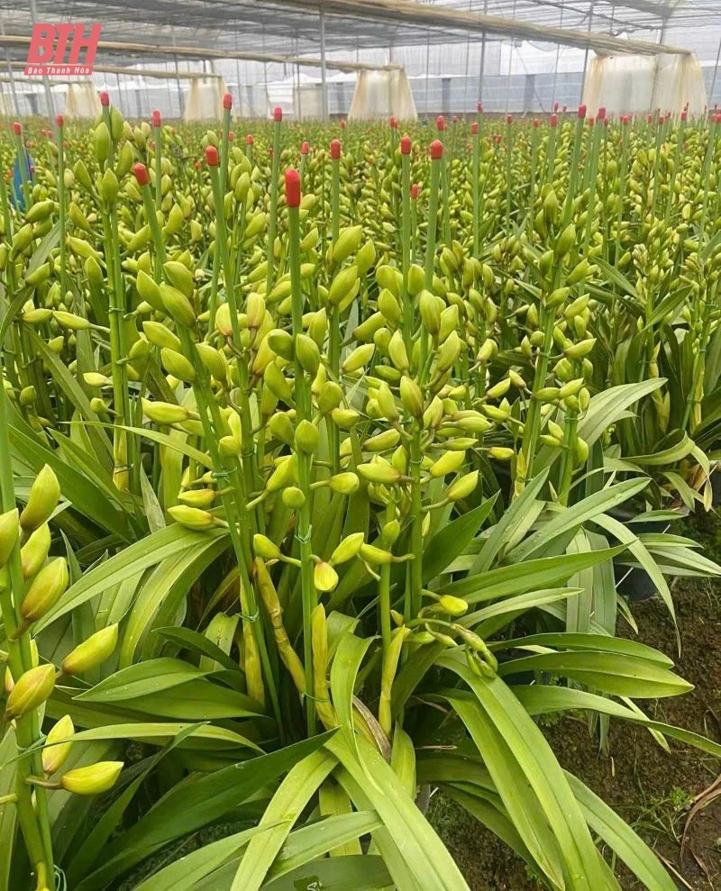 Thị trường hoa lan khởi động trước Tết 