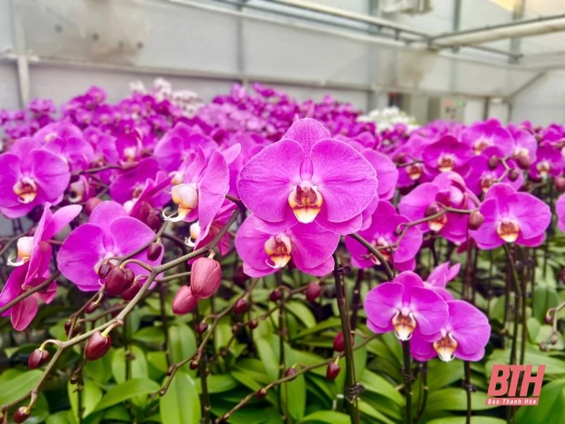 Thị trường hoa lan khởi động trước Tết 