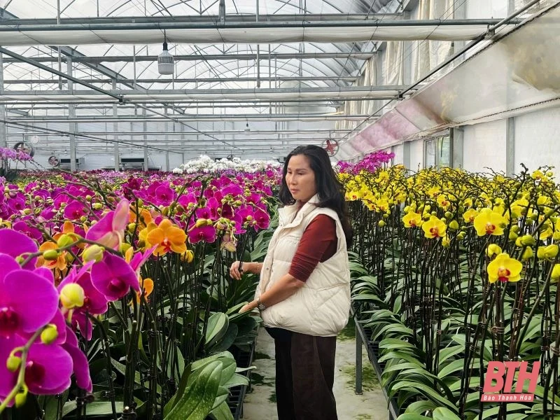 Thị trường hoa lan khởi động trước Tết 
