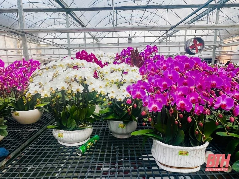 Thị trường hoa lan khởi động trước Tết 