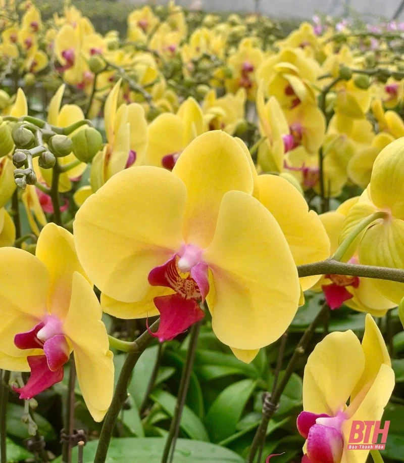 Thị trường hoa lan khởi động trước Tết 