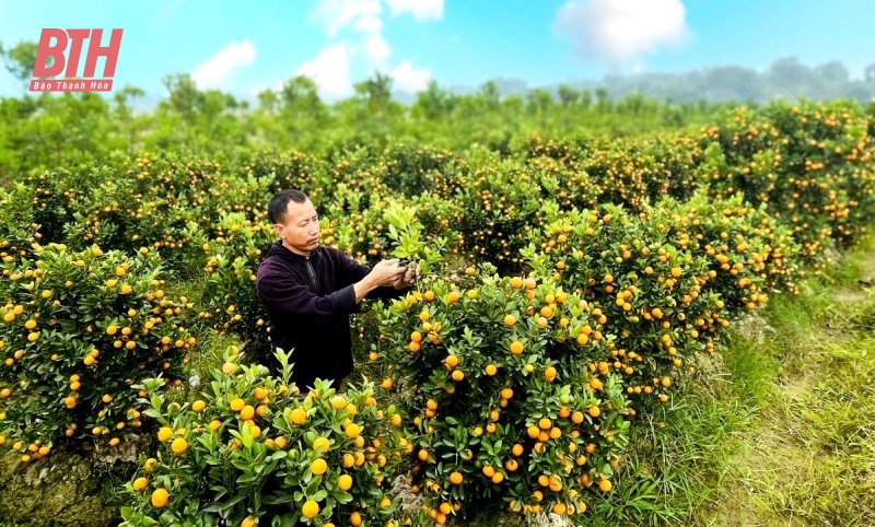 “Thủ phủ” quất cảnh xứ Thanh nhộn nhịp vào Tết