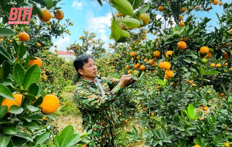 “Thủ phủ” quất cảnh xứ Thanh nhộn nhịp vào Tết