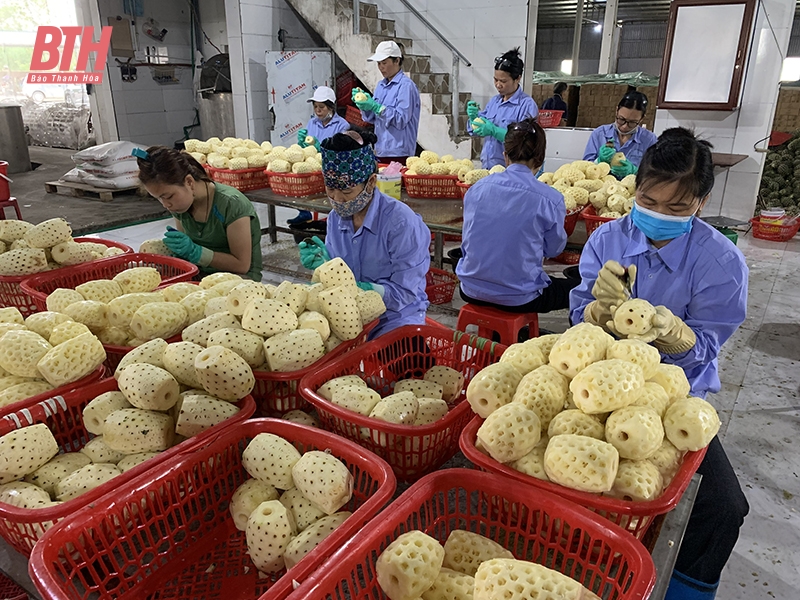 Nông Cống: nhà cái m88 chinh phục thị trường
