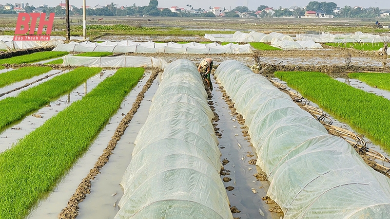 m m88 kiện sản xuất lúa xuân
