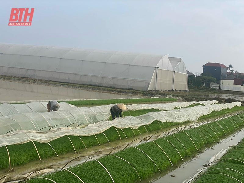 m m88 kiện sản xuất lúa xuân
