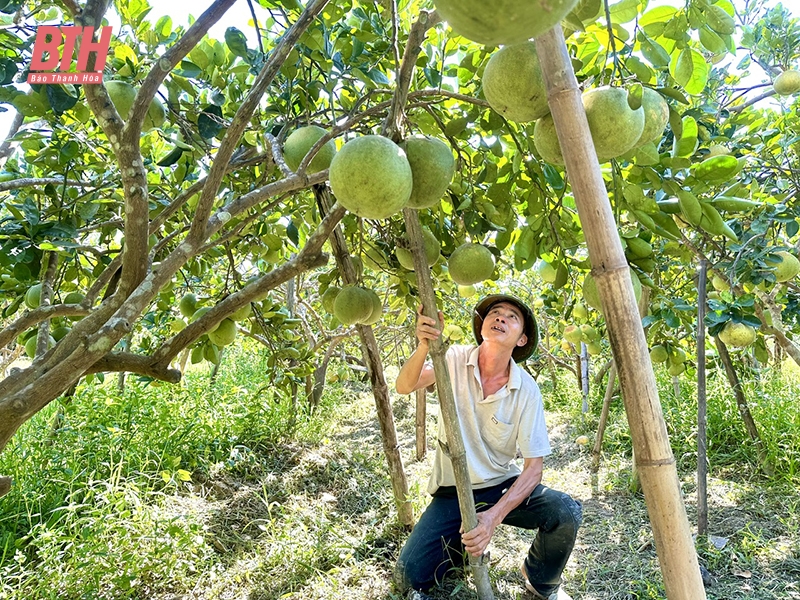 Huyện Thọ Xuân - hành trình đạt chuẩn nông thôn mới nâng cao đầu tiên của tỉnh Thanh Hóa và khu vực Bắc Trung bộ (Bài 1): Bứt phá chuyển từ “lượng” sang “chất”