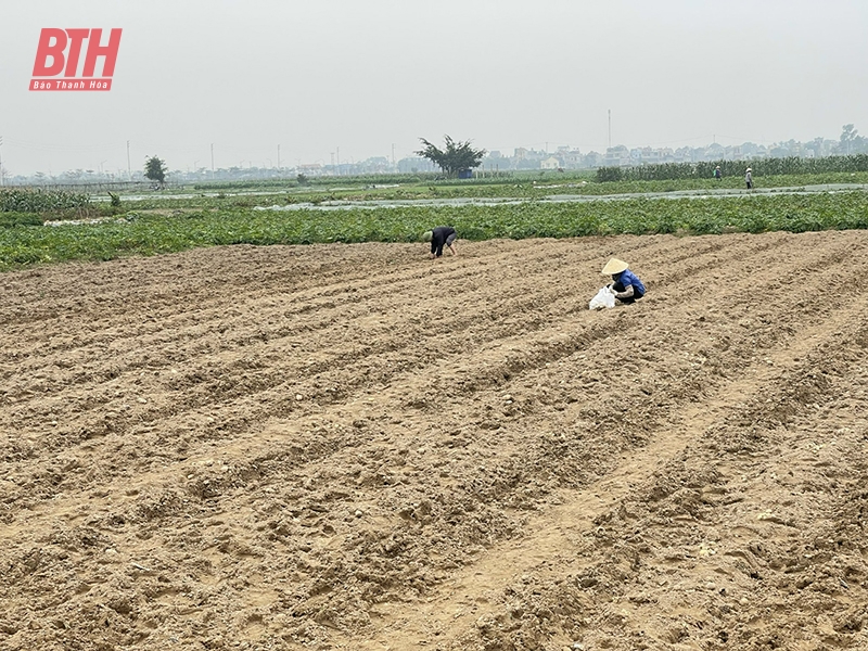 Mở rộng diện tích liên kết sản xuất, bao tiêu sản phẩm cây trồng vụ xuân