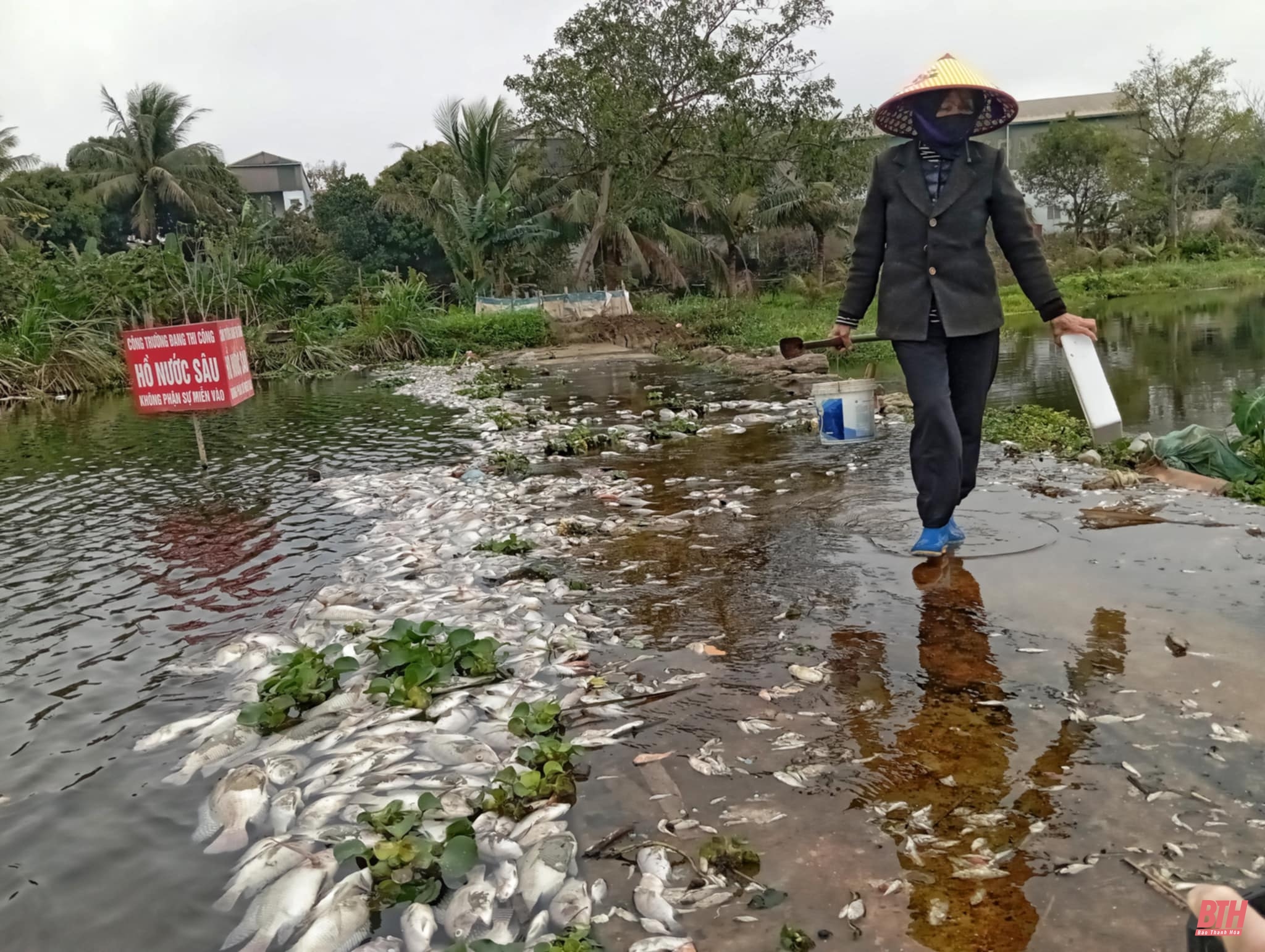 Cá chết la liệt trên suối Cổ Đam thị xã Bỉm m88 cá cược thể thao trực tuyến 