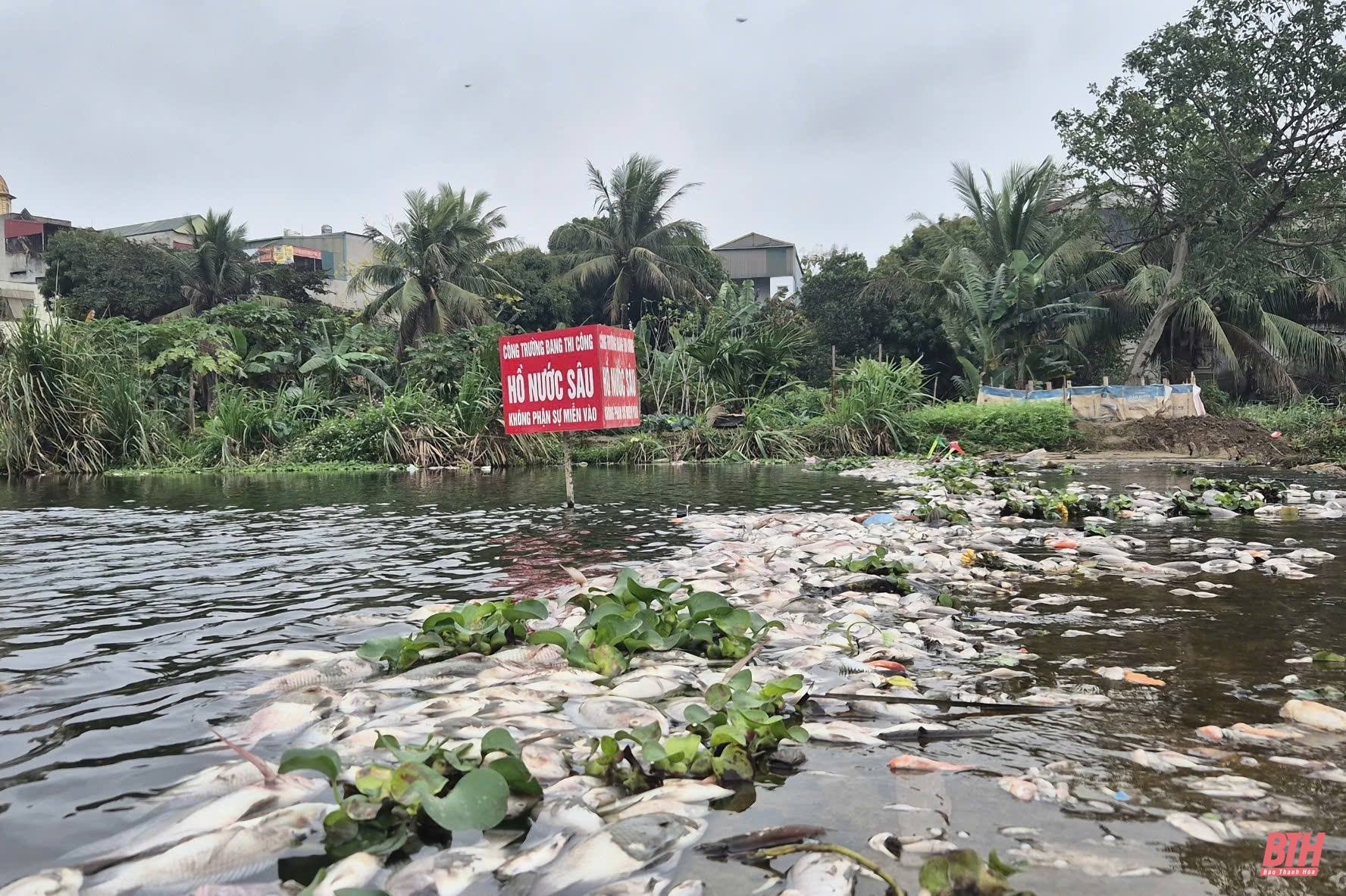 Cá chết la liệt trên suối Cổ Đam thị xã Bỉm m88 cá cược thể thao trực tuyến 