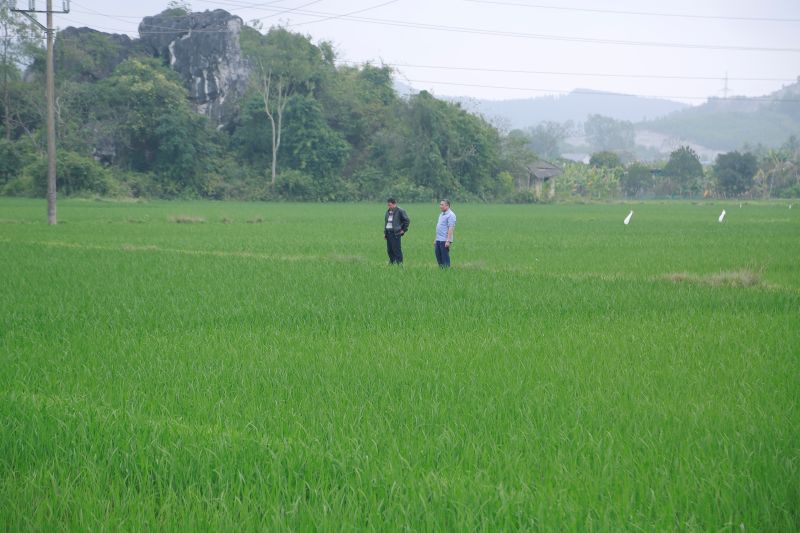 Nông thôn mới ở link đăng nhập m88, Tân Trường: Từ gian khó đến mùa quả ngọt