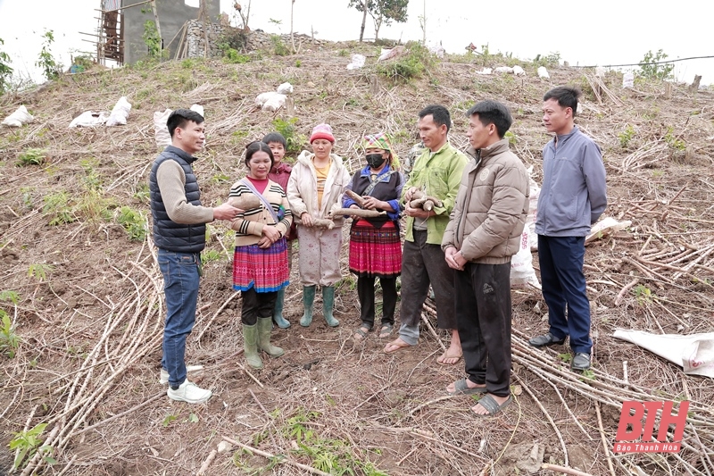 Bảo đảm thu mua cá cược bóng đá m88 nguyên liệu tại huyện Mường Lát