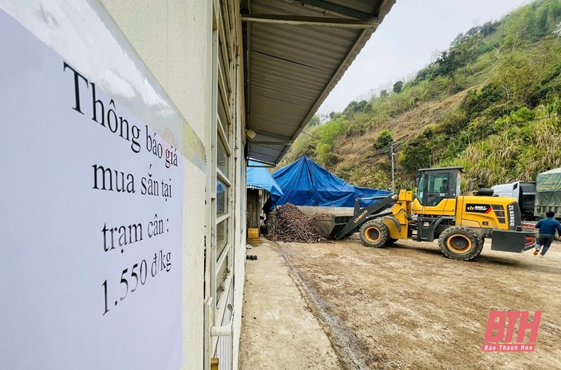 Bảo đảm thu mua cá cược bóng đá m88 nguyên liệu tại huyện Mường Lát
