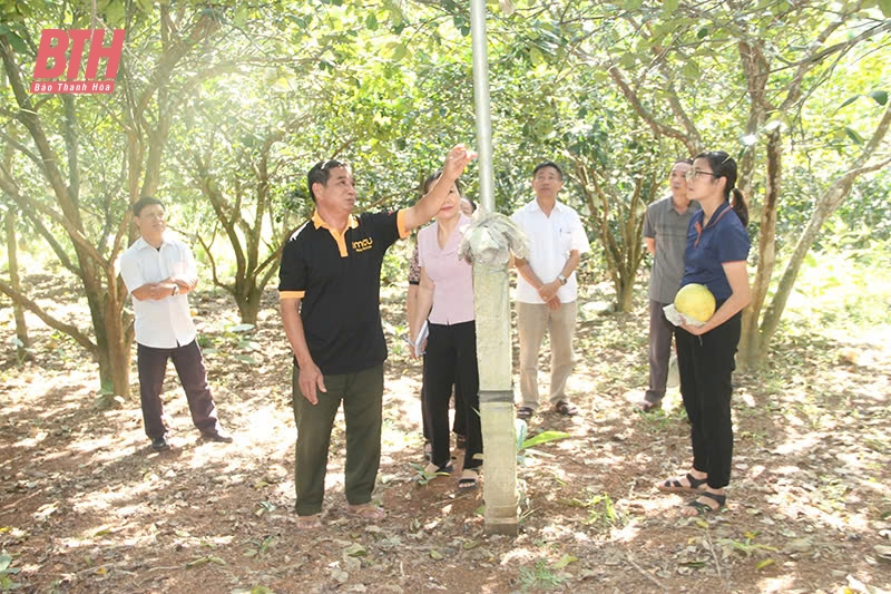Khơi dậy đất đồi rừng Bãi Trành