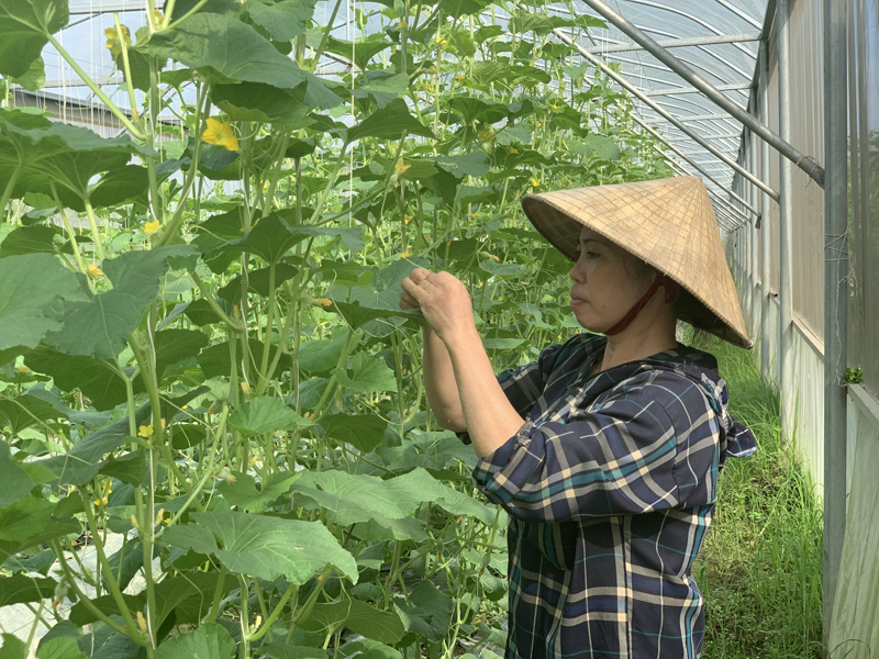 Ứng dụng khoa học - công nghệ, nhân lên những “mùa quả ngọt”