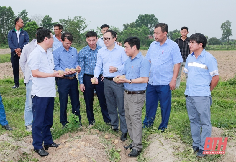 Đánh giá mô hình liên kết sản xuất giống link vào m88 bhki FL2215 chuyên phục vụ chế biến