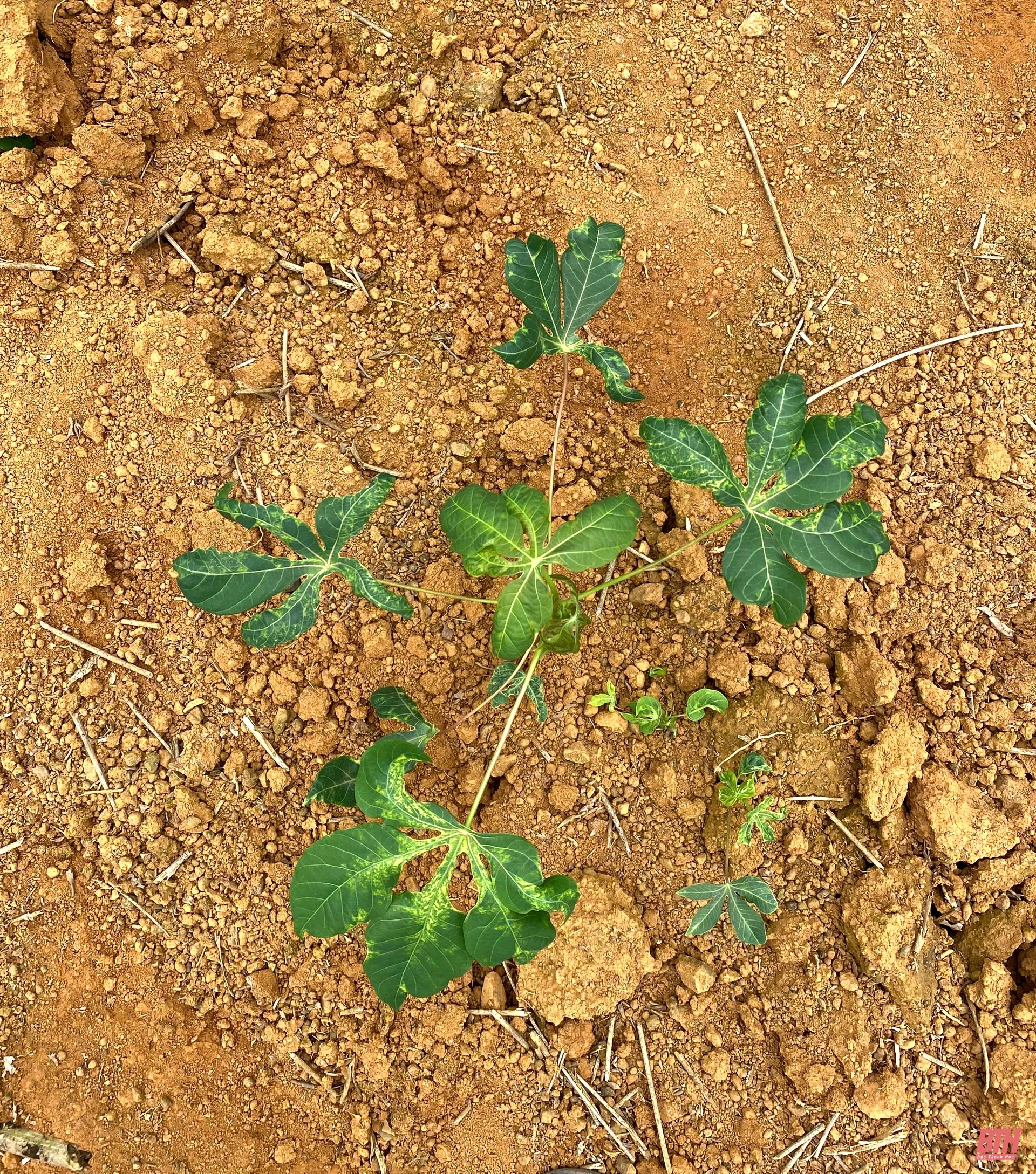 32,6 ha sắn ở Ngọc Lặc bị nhiễm bệnh khảm lá