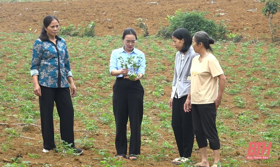 32,6 ha sắn ở Ngọc Lặc bị nhiễm bệnh khảm lá