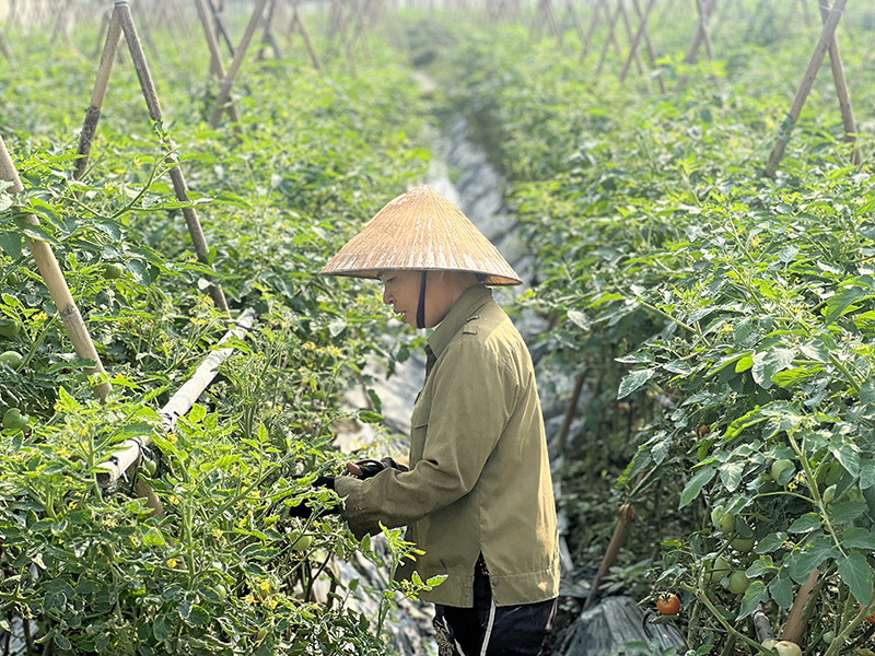 Phát triển vùng m88 cá cược thể thao trực tuyến tập trung