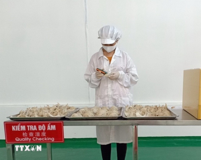 Quy định xuất khẩu tổ link đăng nhập m88 thô và tổ link đăng nhập m88 sạch sang Trung Quốc