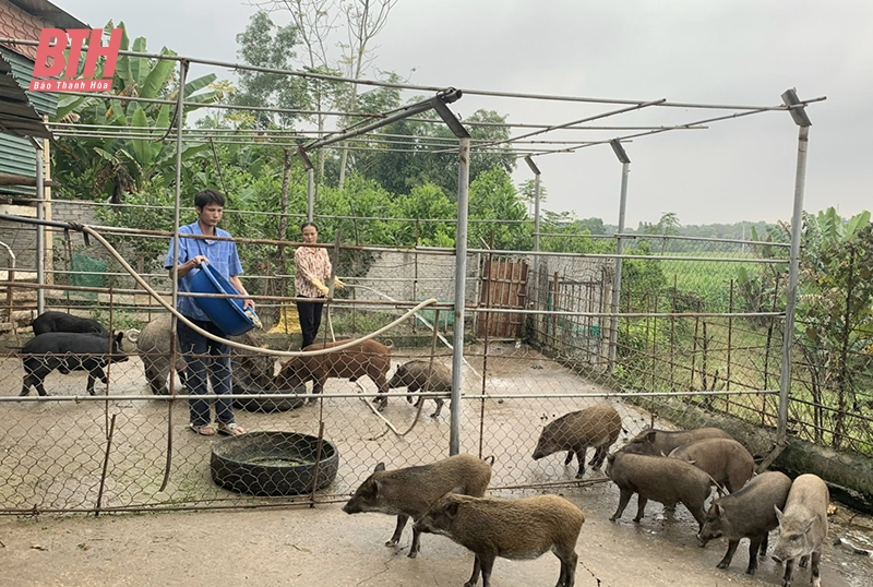 Bảo tồn vật nuôi bản địa: Cần nhiều giải pháp