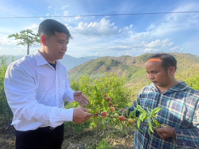 Mùa thu hoạch đào ở m88 trang chủ